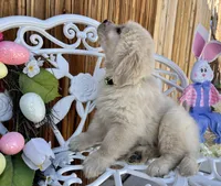 Green collar, a male Golden Retriever for sale in Hesperia, CA – Photo 2 of 7