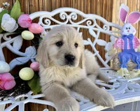 Green collar, a male Golden Retriever for sale in Hesperia, CA – Photo 6 of 7