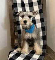 Blue boy, a male Miniature Schnauzer for sale in Hesperia, CA – 3 of 4