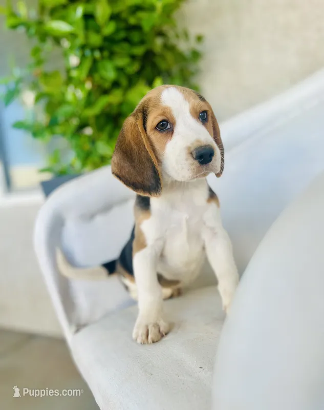 Jack – Beagle puppy for sale in Hesperia, CA