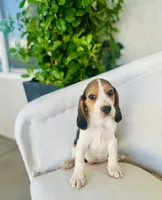 Bruno, a male Beagle for sale in Hesperia, CA – 2 of 6