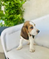 Jack, a male Beagle for sale in Hesperia, CA – 2 of 8