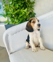 Bruno, a male Beagle for sale in Hesperia, CA – 4 of 6