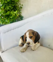 Jack, a male Beagle for sale in Hesperia, CA – 7 of 8