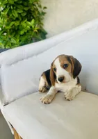 Jack, a male Beagle for sale in Hesperia, CA – 8 of 8