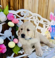 Blue collar, a male Golden Retriever for sale in Hesperia, CA – Photo 5 of 5