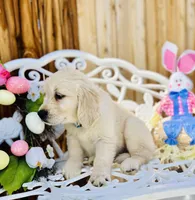 Blue collar, a male Golden Retriever for sale in Hesperia, CA – Photo 2 of 5