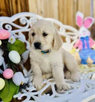 Blue collar, a male Golden Retriever for sale in Hesperia, CA – Photo 1 of 5