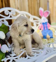 Blue collar, a male Golden Retriever for sale in Hesperia, CA – Photo 3 of 5