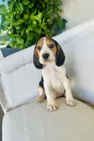 Bruno, a male Beagle for sale in Hesperia, CA – 1 of 6