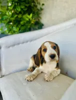 Jack, a male Beagle for sale in Hesperia, CA – 5 of 8