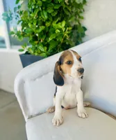 Bruno, a male Beagle for sale in Hesperia, CA – 3 of 6