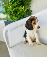 Bruno, a male Beagle for sale in Hesperia, CA – 5 of 6
