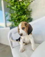 Jack, a male Beagle for sale in Hesperia, CA – 4 of 8