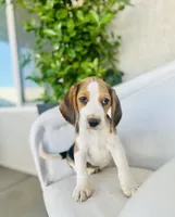 Jack, a male Beagle for sale in Hesperia, CA – 6 of 8