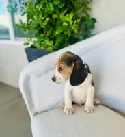 Bruno, a male Beagle for sale in Hesperia, CA – 6 of 6