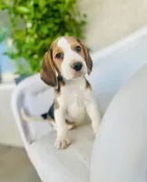 Jack, a male Beagle for sale in Hesperia, CA – 3 of 8