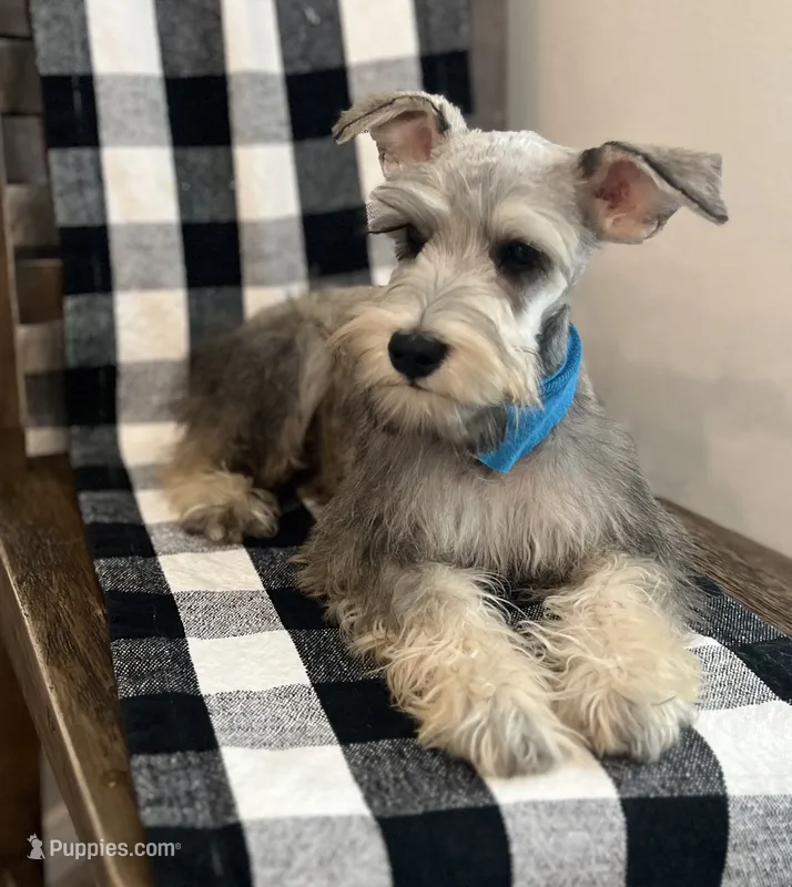 Blue boy – Miniature Schnauzer puppy for sale in Hesperia, CA