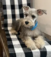 Blue boy, a male Miniature Schnauzer for sale in Hesperia, CA – 1 of 4