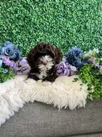 Lily, a female Cockapoo for sale in Suisun City, CA – 3 of 10