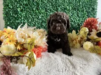 Rocky, a male Cockapoo for sale in Suisun City, CA – 3 of 7