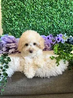 Daisy, a female Cockapoo for sale in Suisun City, CA – 7 of 9