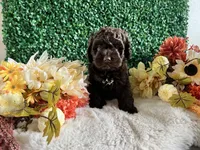 Rocky, a male Cockapoo for sale in Suisun City, CA – 6 of 7