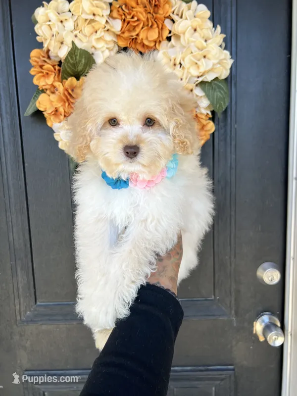 Vanilla  – Cockapoo puppy for sale in Suisun City, CA