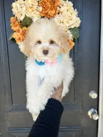 Vanilla , a female Cockapoo for sale in Suisun City, CA – 9 of 10