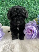 Stormie, a female Poodle - Toy  for sale in Suisun City, CA – 2 of 9
