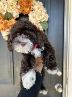 Chai, a female Cockapoo for sale in Suisun City, CA – 9 of 10