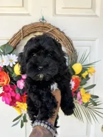 Jet, a male Cockapoo for sale in Suisun City, CA – 10 of 10