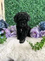Stormie, a female Poodle - Toy  for sale in Suisun City, CA – 4 of 9