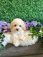 Daisy, a female Cockapoo for sale in Suisun City, CA – 5 of 9