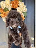 Benji, a male Cockapoo for sale in Suisun City, CA – 6 of 10
