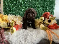 Rocky, a male Cockapoo for sale in Suisun City, CA – 4 of 7