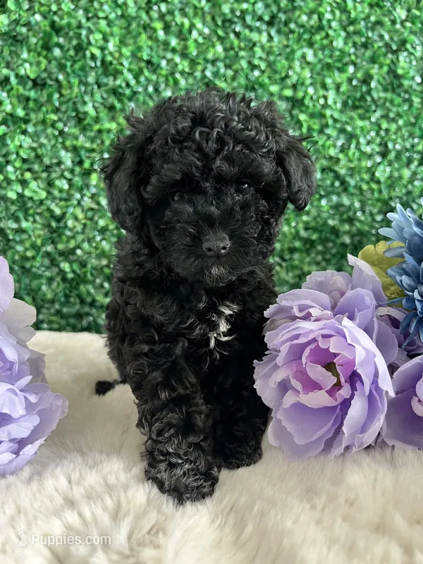 Stormie – Poodle - Toy  puppy for sale in Suisun City, CA