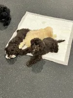 Benji, a male Cockapoo for sale in Suisun City, CA – 8 of 10