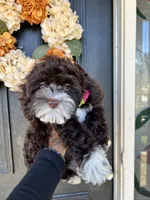 Chai, a female Cockapoo for sale in Suisun City, CA – 10 of 10
