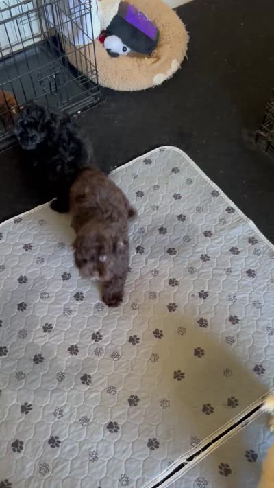 Benji, a male Cockapoo for sale in Suisun City, CA – 9 of 10