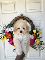 Daisy, a female Cockapoo for sale in Suisun City, CA – 9 of 9