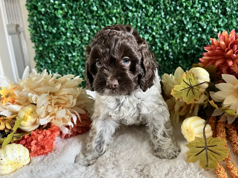 Trace – Cockapoo puppy for sale in Suisun City, CA