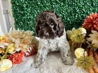 Trace, a male Cockapoo for sale in Suisun City, CA – 5 of 10