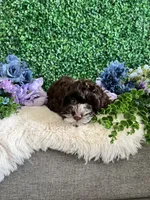 Lily, a female Cockapoo for sale in Suisun City, CA – 6 of 10