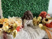 Trace, a male Cockapoo for sale in Suisun City, CA – 7 of 10