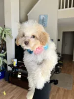 Vanilla , a female Cockapoo for sale in Suisun City, CA – 7 of 10