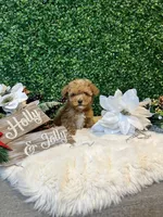 Mikey, a male Poodle - Toy  for sale in Suisun City, CA – Photo 1 of 9