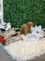 Mikey, a male Poodle - Toy  for sale in Suisun City, CA – Photo 9 of 9