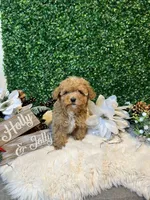 Mikey, a male Poodle - Toy  for sale in Suisun City, CA – Photo 6 of 9