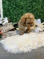 Mikey, a male Poodle - Toy  for sale in Suisun City, CA – Photo 8 of 9